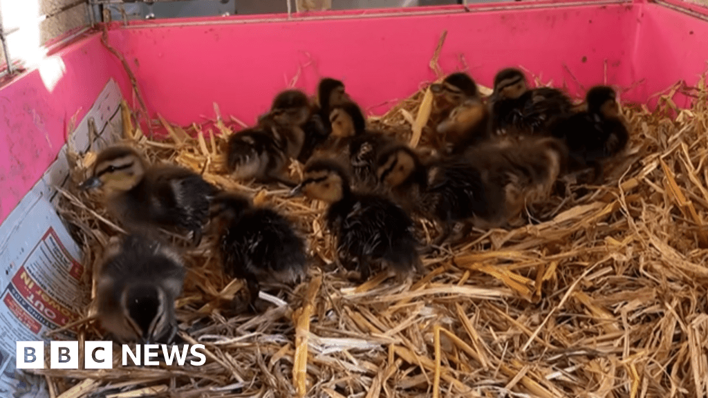 Duckling orphans rescued on M1 released back into wild