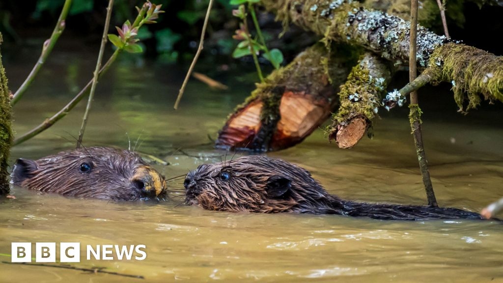 Two baby beavers born in Cornwall as part of wildlife project