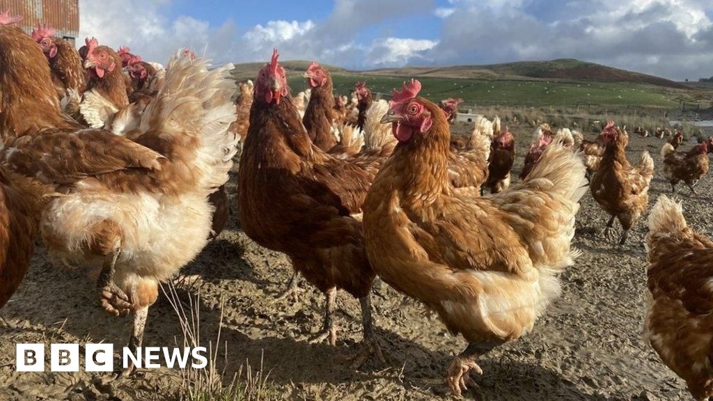 Bird flu cases confirmed in Pembrokeshire and Wrexham