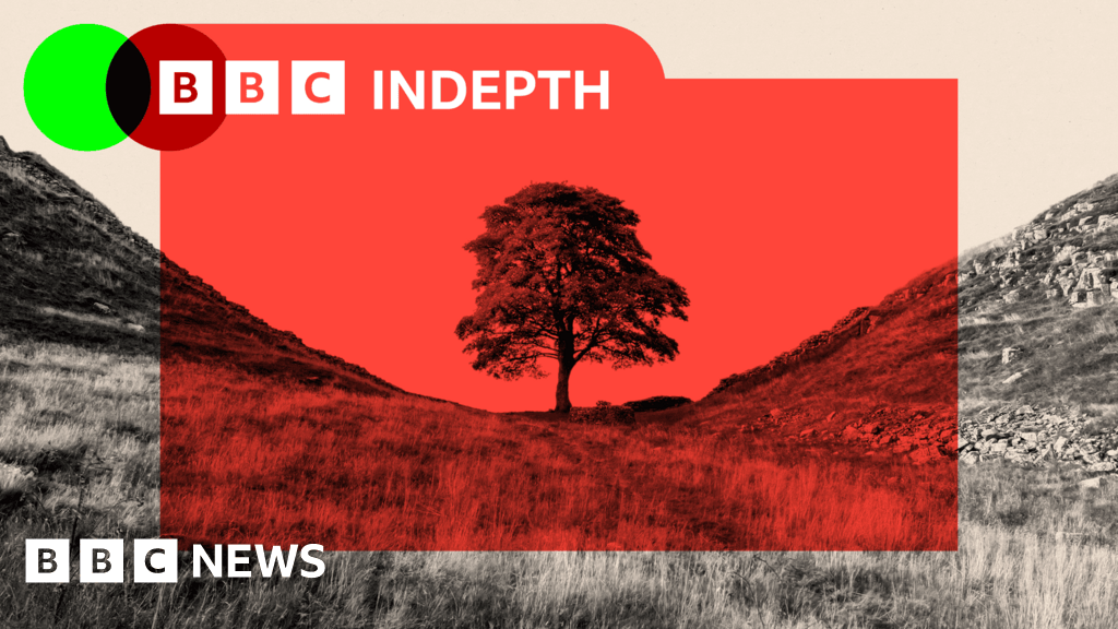 The Sycamore Gap felling could help rescue British woodland
