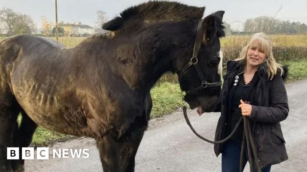 Suffolk Police patrol horse to retire after 10 years