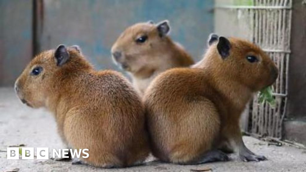 Escaped capybara forces temporary closure of Jersey Zoo
