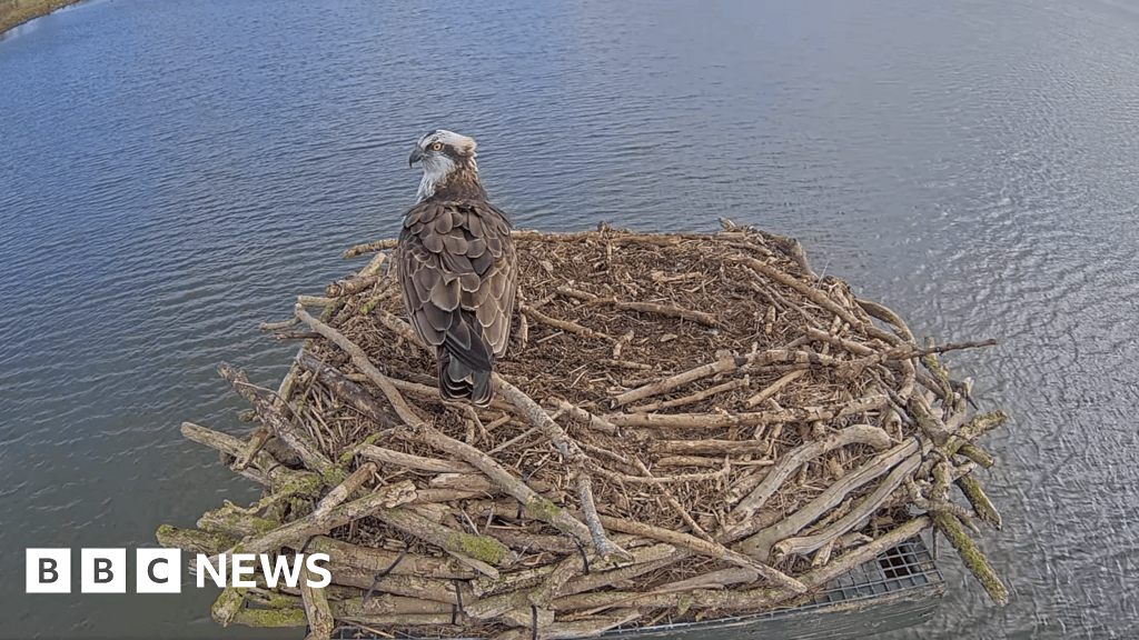 First Osprey of 2025 lands in Rutland