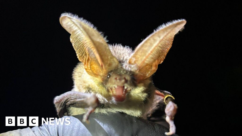 Rare grey long-eared bat discovered at Devon's Seaton Wetlands