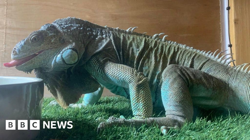 Iguana rescued after escaping 100ft up a tree in Kent