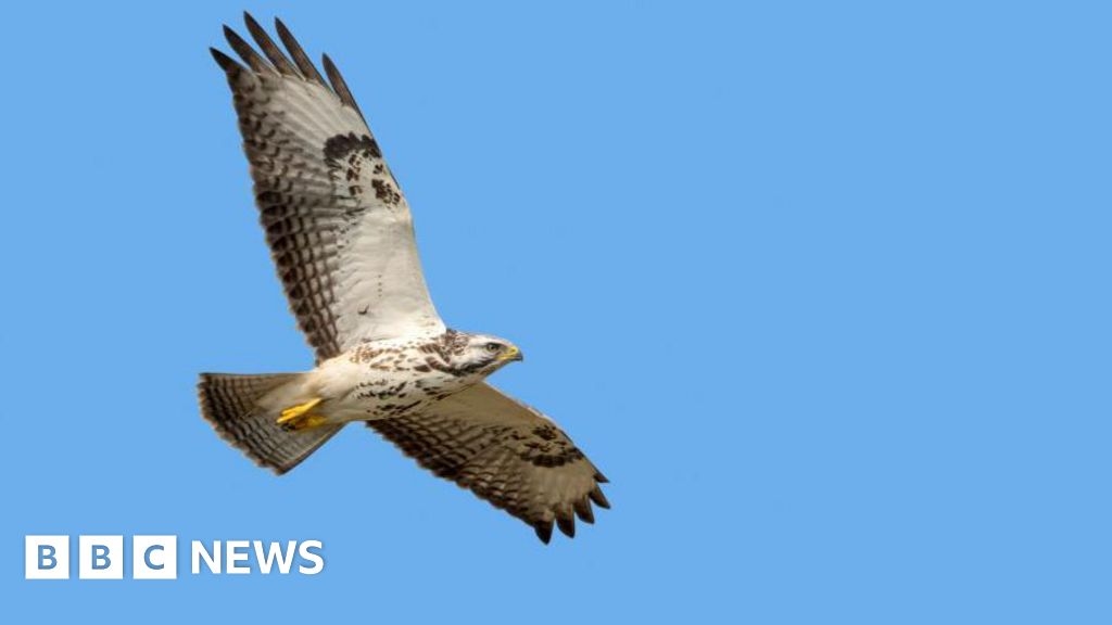 Foel Fenlli fell running race cancelled over dive-bombing buzzard