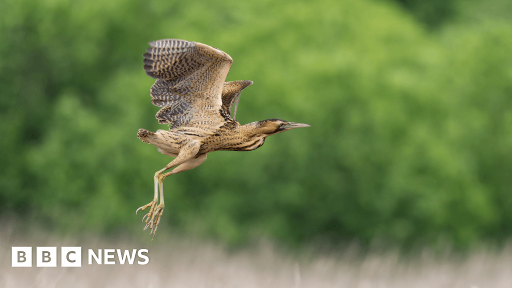 Blooming, booming bitterns heard across Yorkshire