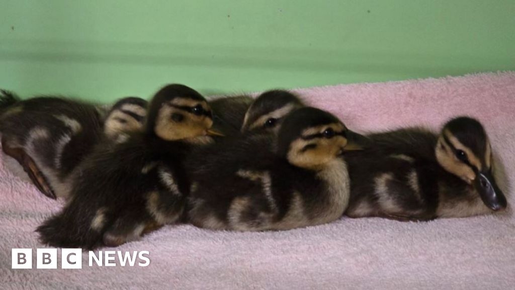 Trapped ducklings rescued from tank at Brockenhurst water works