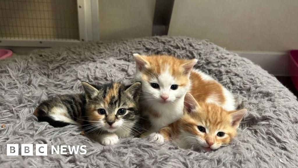 Carlisle animal charity doubles rehoming of cats and dogs