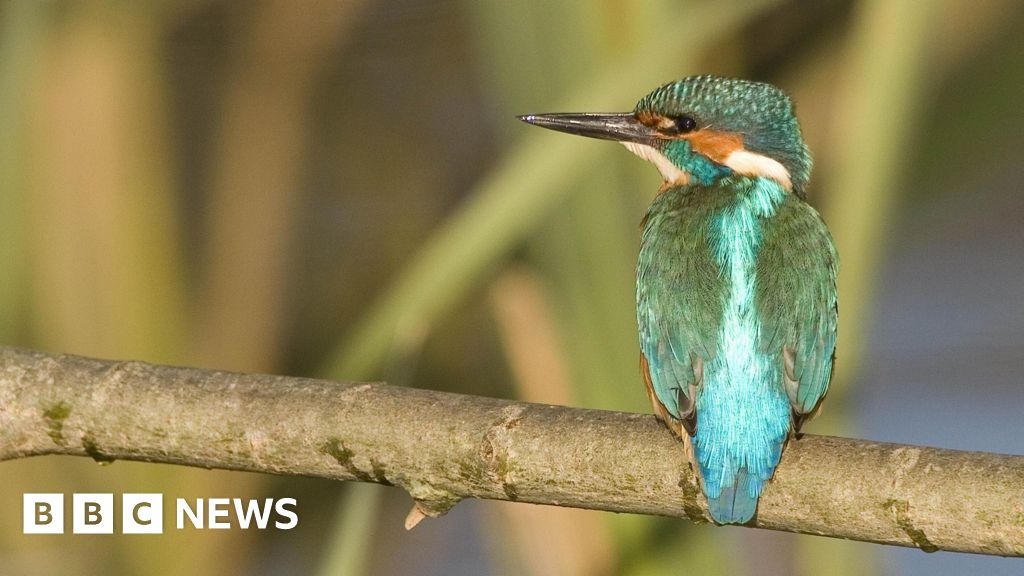 People urged to stay away from Warminster's nesting kingfishers