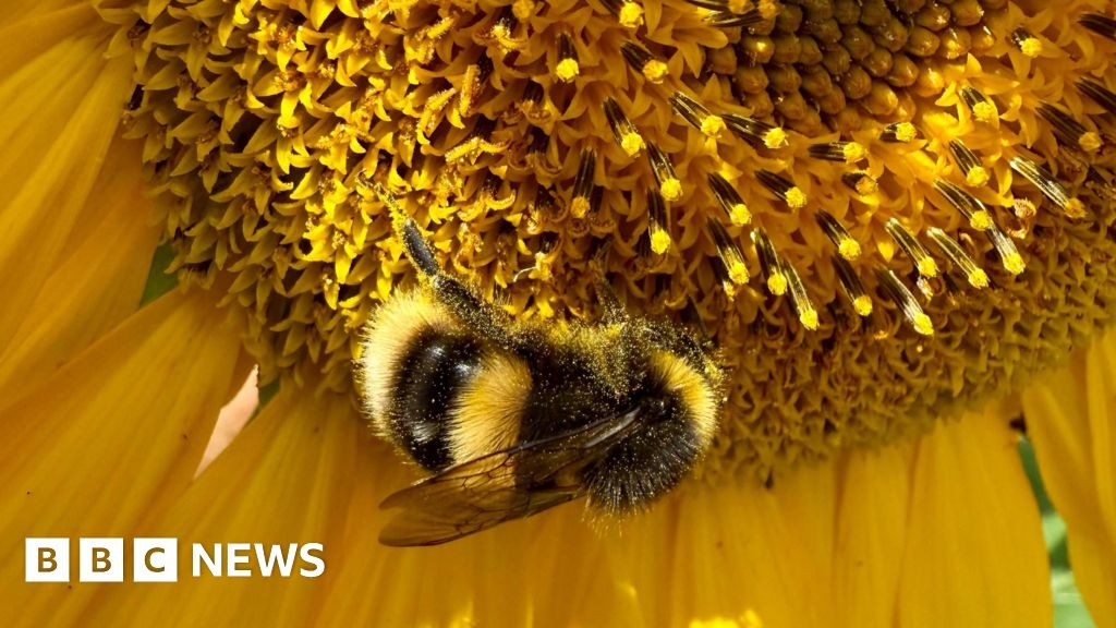 Your photos from the West Midlands: Cows, castle and a busy bee