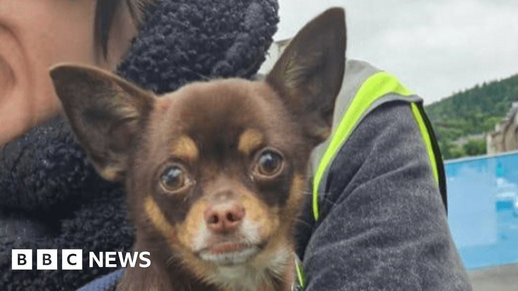 Dog rescued from Perth tenement two weeks after blaze