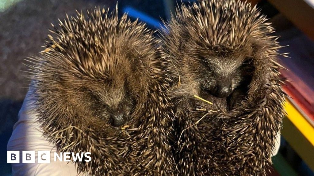 Baby hedgehog rescued after falling down Warwickshire drain