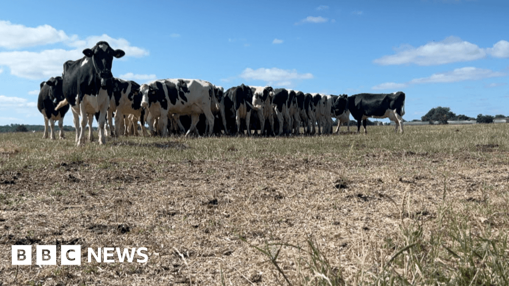 Dairy farmers face crisis as drought causes grass fails