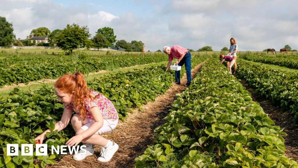 Yorkshire's strawberry farm see crops thrive in hot summer