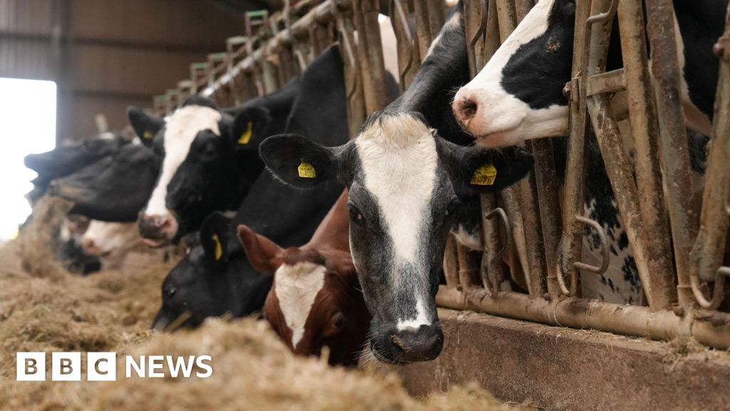 Bluetongue virus restrictions in Wales 'futile' say farming unions