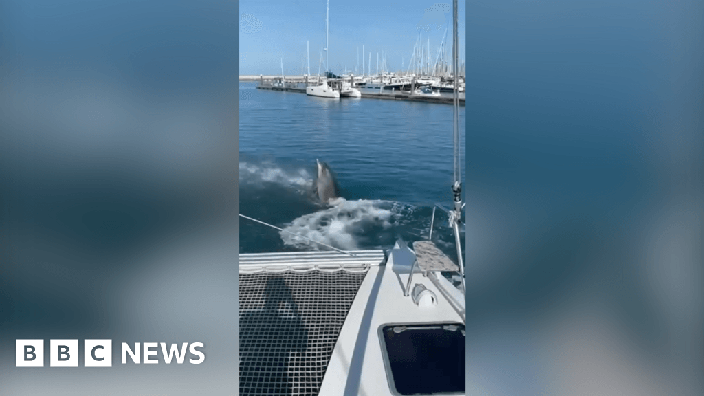 Watch: Dolphin playfully splashes family on boat