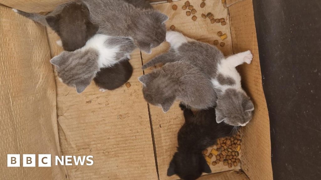 Peterborough kitten litter found by city litter pickers
