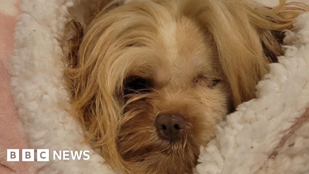Rescued one-eyed shih-tzu makes progress 'every second'