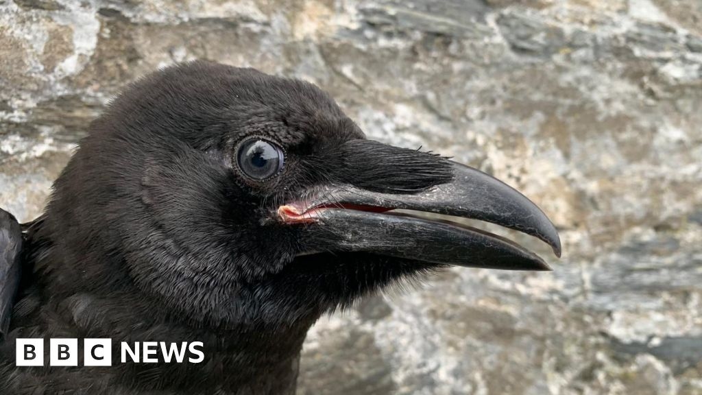 Odin the baby raven rescued by coastguards on Calf of Man