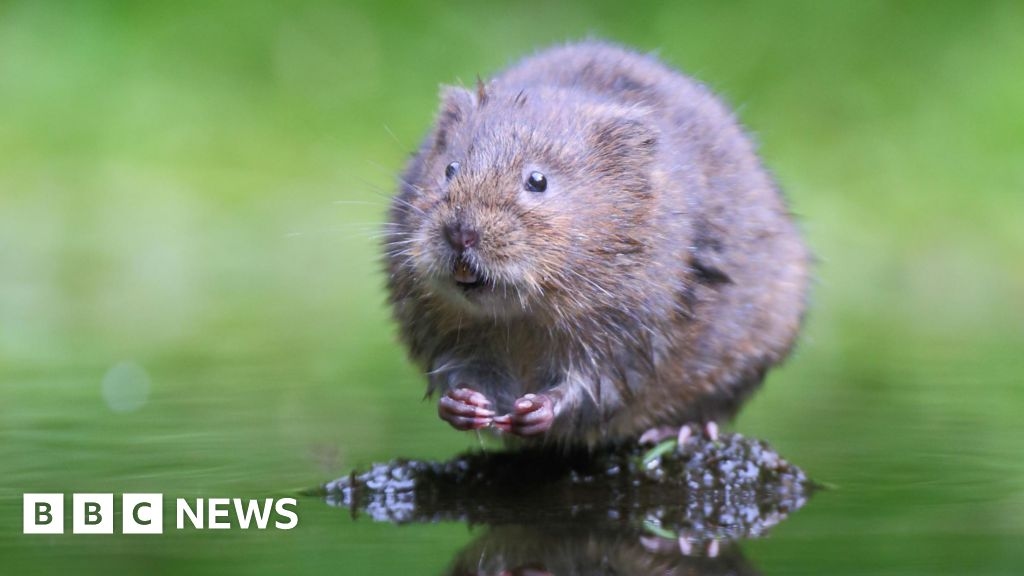 New colonies of threatened water voles found in south Wales