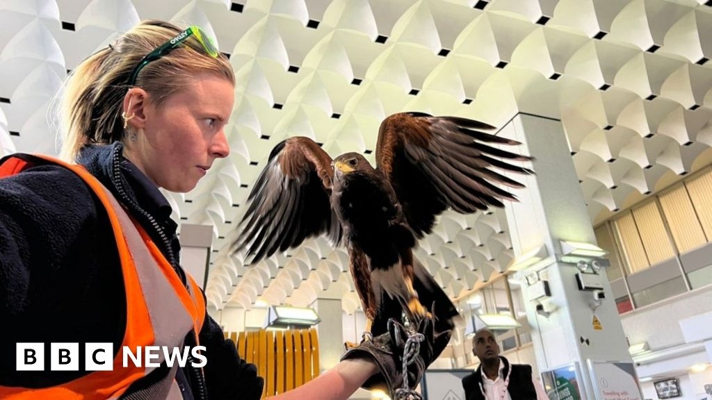 Euston Station brings in hawk to deter pigeons from nesting