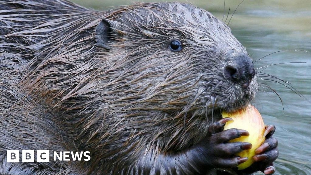 Beaver activists claim they are 'doing God's work'