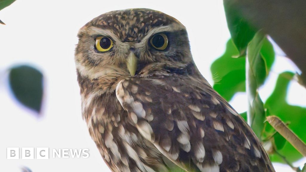 'Loneliest owl' keeps calling for a mate at Rickmansworth farm