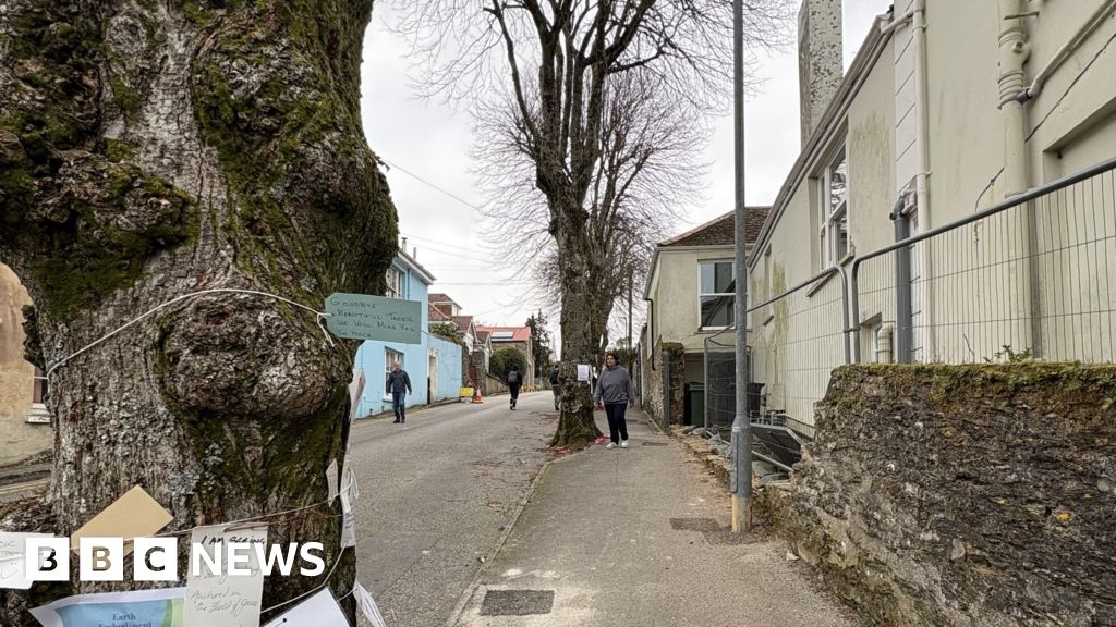 Felling of Falmouth trees 'legally required' says council