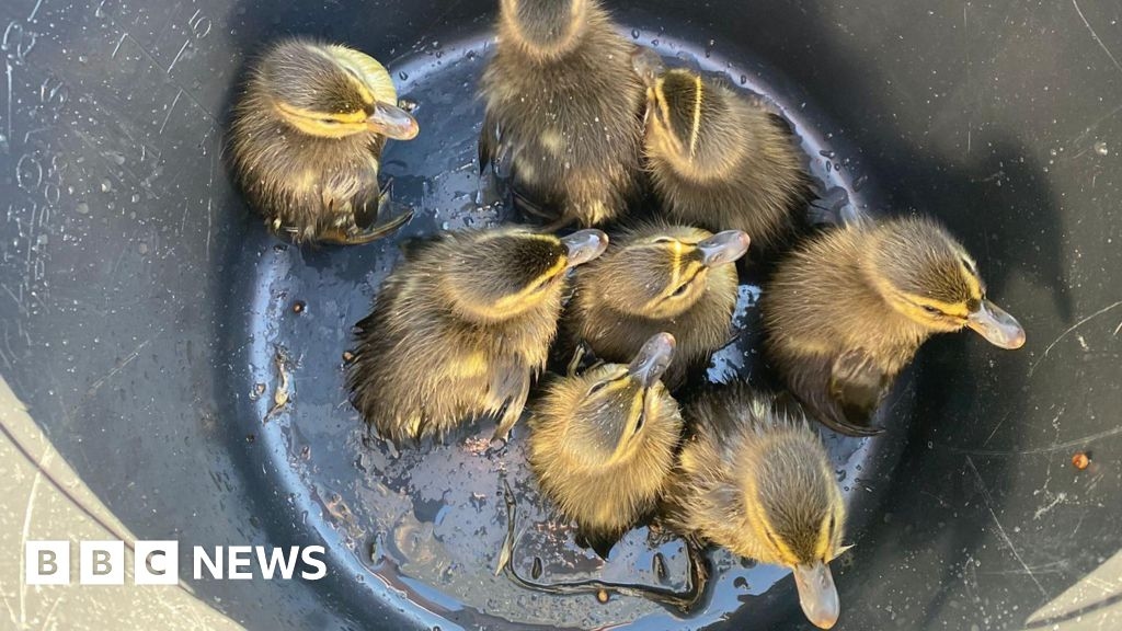 Eight ducklings saved from drain in Walton on Naze