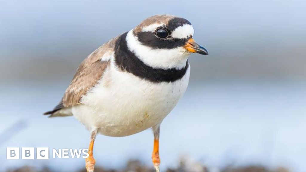 St Asaph bird nest halts clearance for fire training site