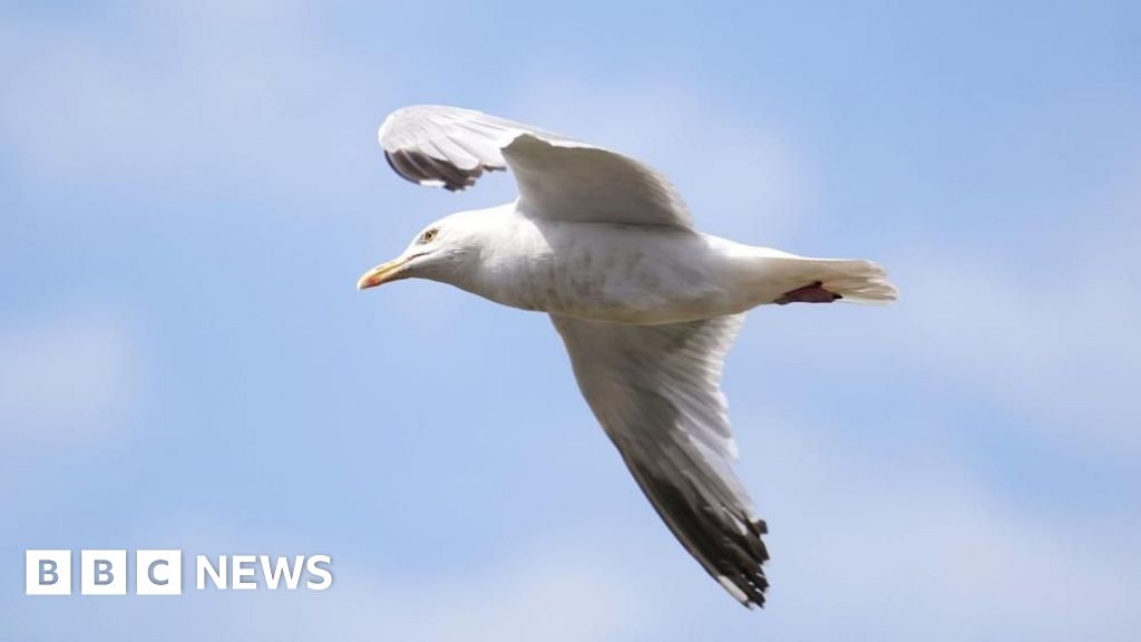 Bird flu case confirmed in gull on Kent coast near Margate