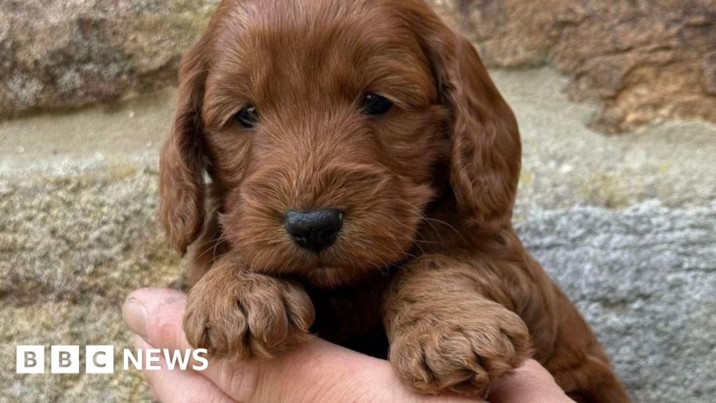 Ovingham students fundraise for their own therapy dog Nellie