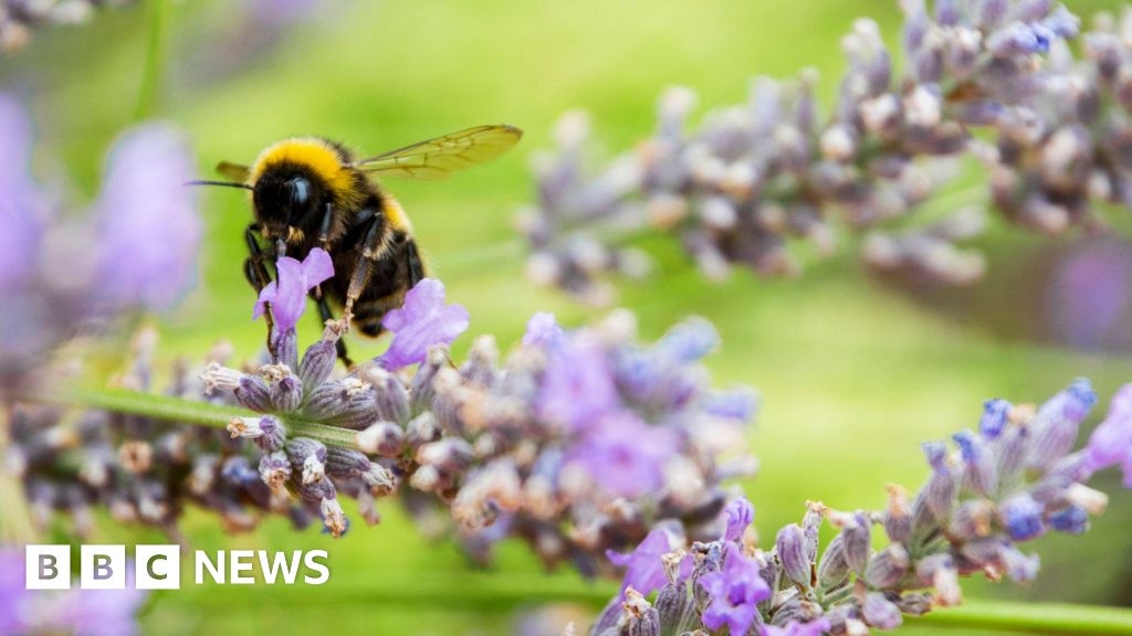 Frensham farm aims to create 'pollinator paradise' for insects