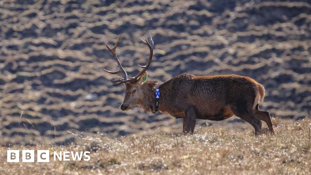 Highland red deer tracked by GPS in behaviour study