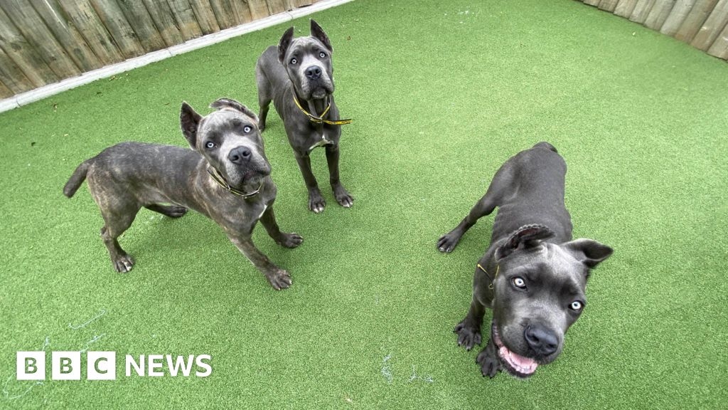 Danny Chambers MP's mutilated pets import ban bill set to become law
