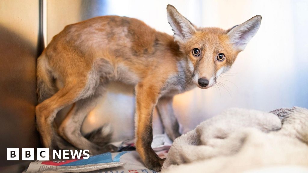 Fox 'coated in bitumen' walks after four weeks at Essex hospital