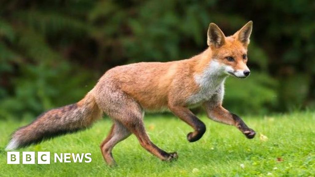 Warwickshire Hunt and 24-year-old man in court over fox death