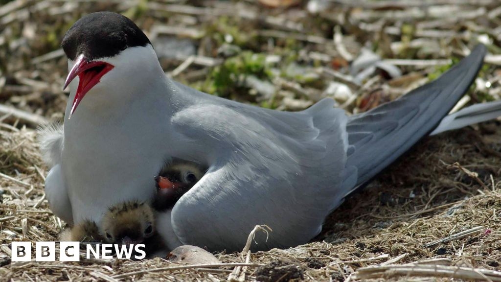 Long Nanny seabird colonies decreasing in Northumberland, National Trust warns