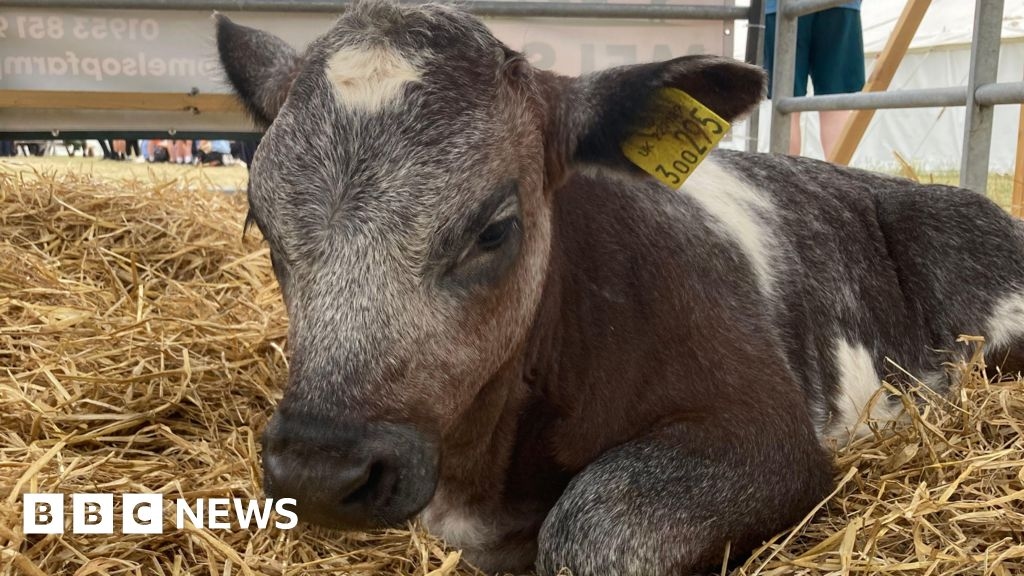 In pictures: Royal Norfolk Show Day One 2025