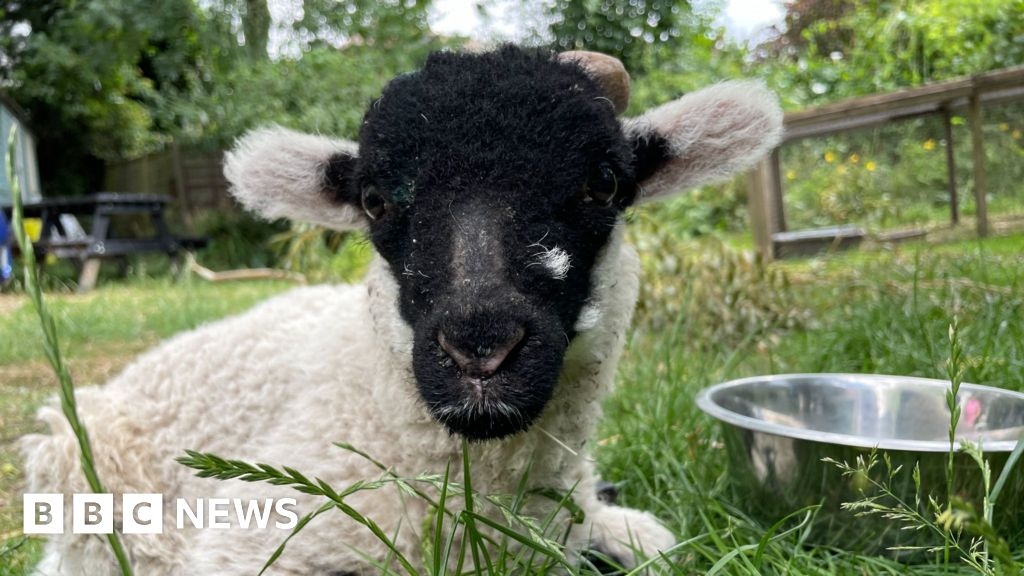 Car accident saves Jamie the lamb from slaughter