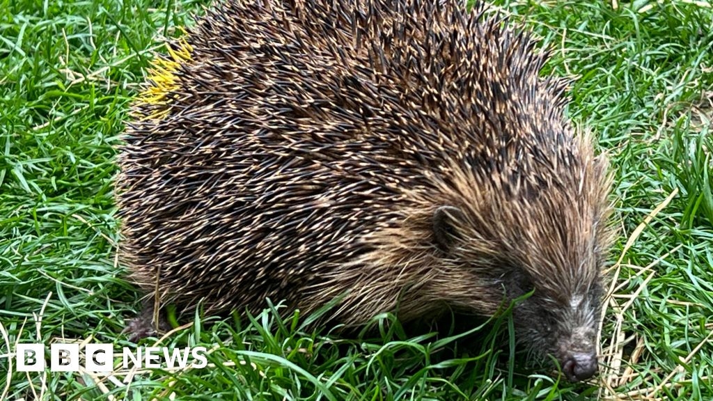Norwich hedgehog rescuer asks for help to keep animals hydrated