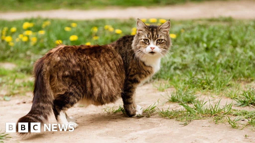 Urgent warning to cat owners amid influx of abandoned kittens