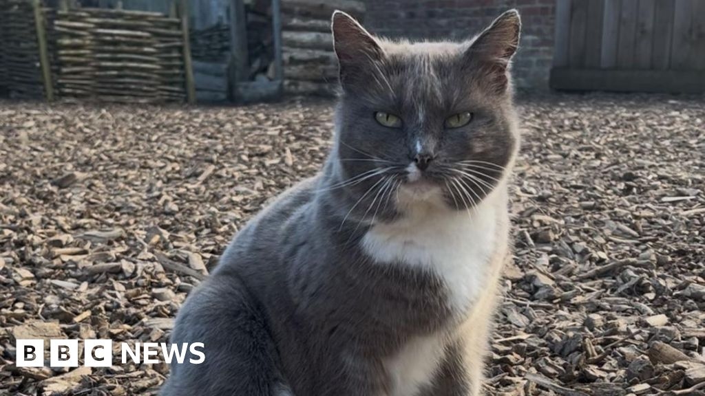 Fans of York Murton Park museum's much-loved cat pay for surgery
