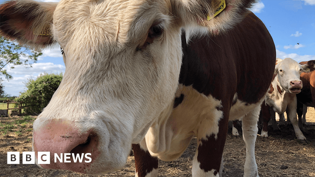 Your photos from across West Midlands: Cows, canals and fields