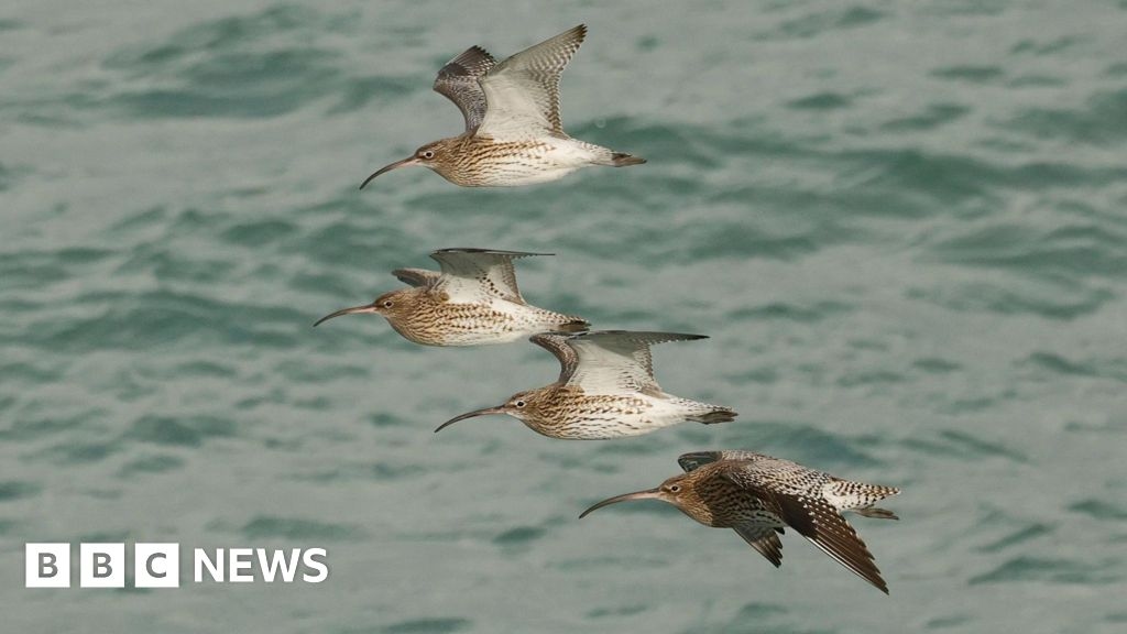 Call for beach measures to protect feeding birds