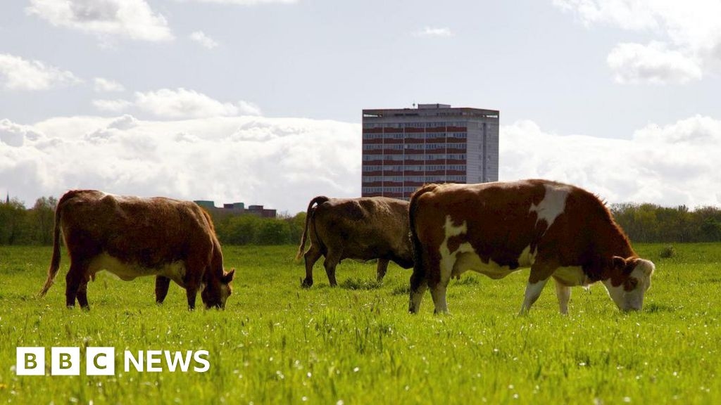 Critics say Newcastle student halls will reduce space for cows