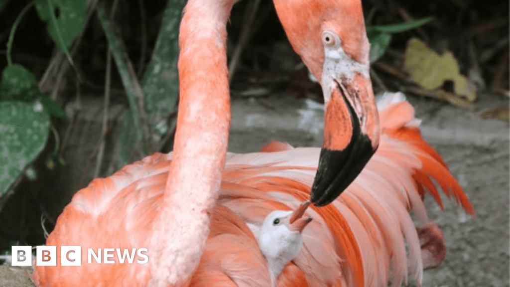 Flamingo chick hatches at Cornish wildlife sanctuary