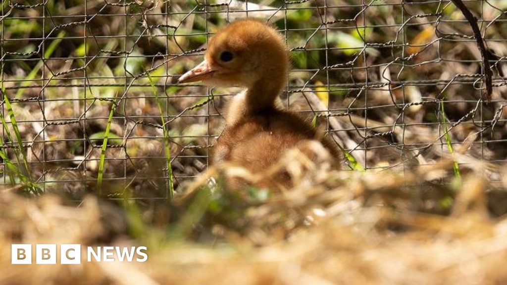 Washington Wetland Centre's first crane chick in three years dies