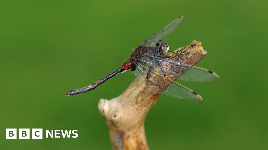 Rare dragonflies spotted as RSPB Campfield Marsh awarded title